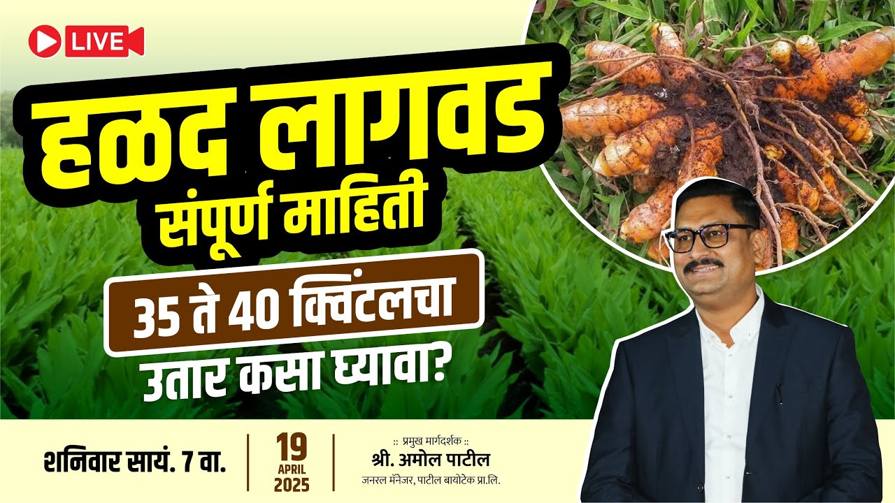 हळद लागवड संपूर्ण माहिती  Halad Lagawadichi sampurn mahiti