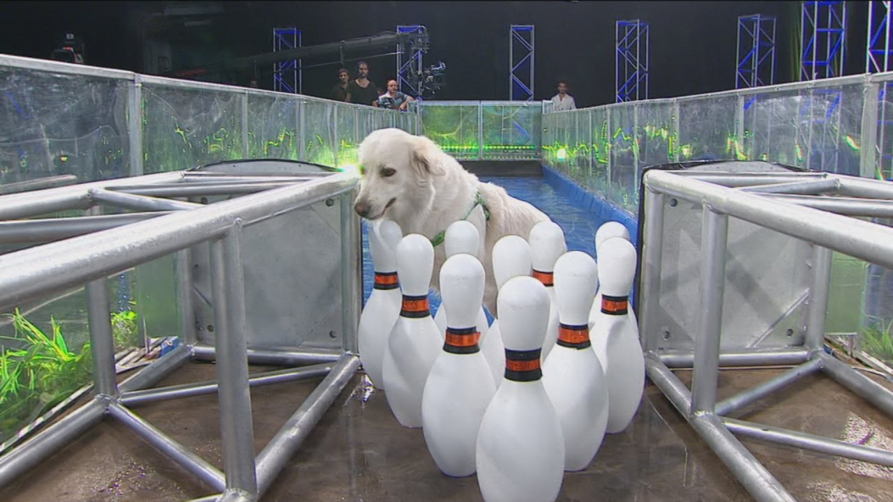 Especial Perros - Programa 26/02/16