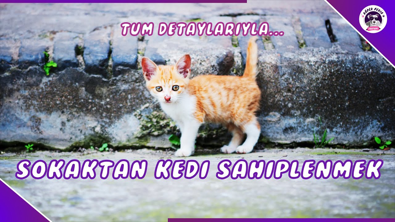 Sokak Kedisi Sahiplenme(YAVRU SOKAK KEDİSİ NASIL ALIŞIR)