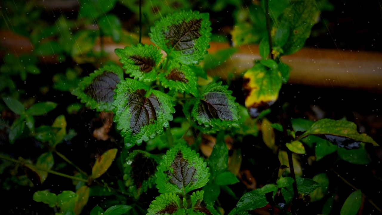 Gentle Rain Sounds on Colorful Garden Leaves | Calm Nature Ambience for Sleep