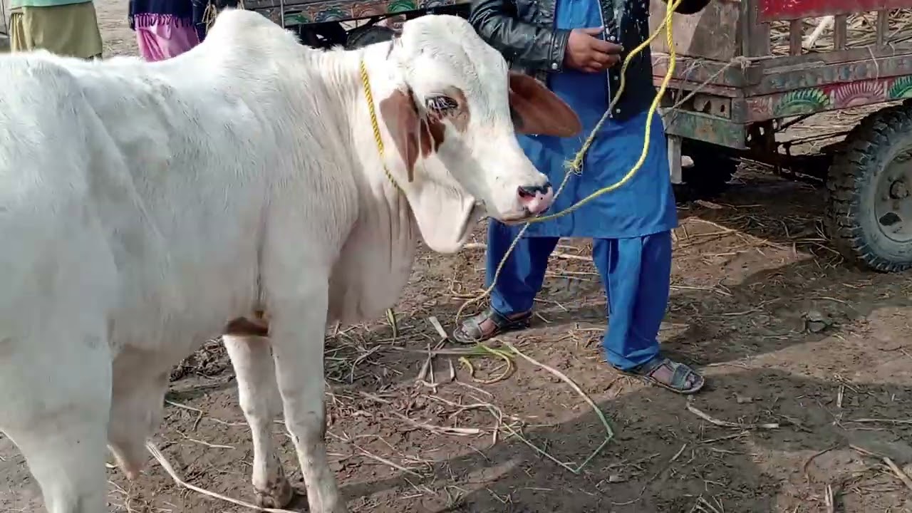 ماشاءاللہ ماشاءاللہ