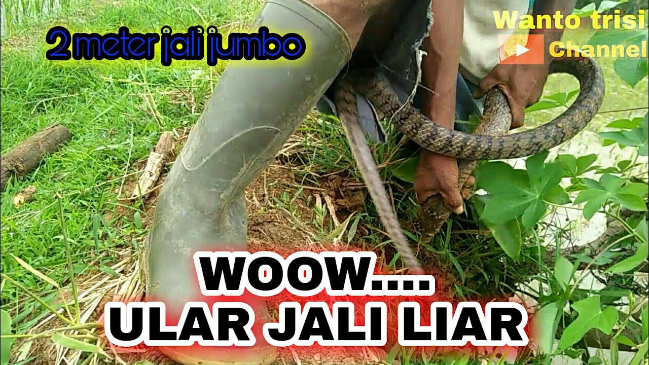 ULAR JALI LIAR SI NAKAL SAHABAT PETANI