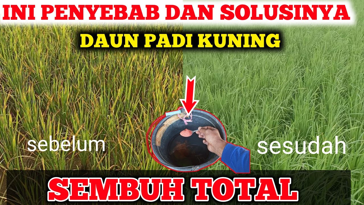 SEMUA PETANI BAHAGIA... Kalau tau cara mengatasi peyakit daun padi menguning