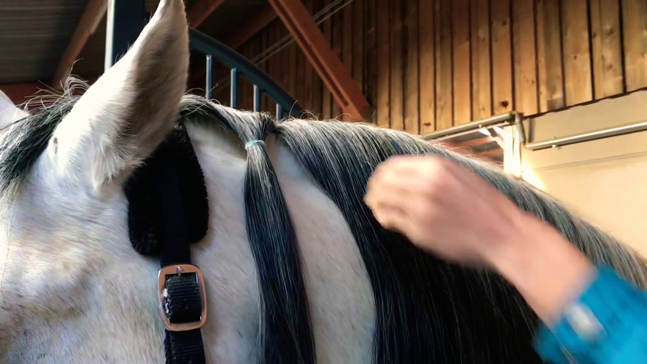 How to braid buttons on a very long mane horse?