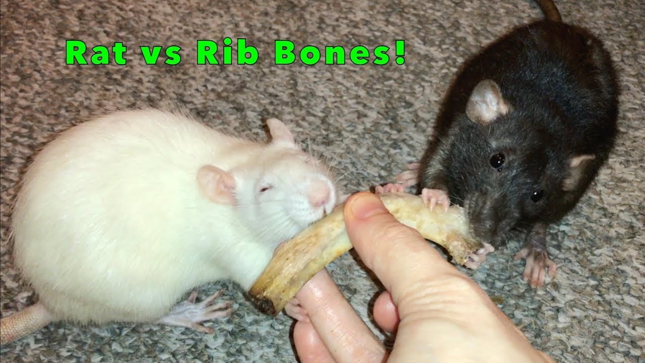 Rats vs Rib Bones (4th of July Rat Treat!)