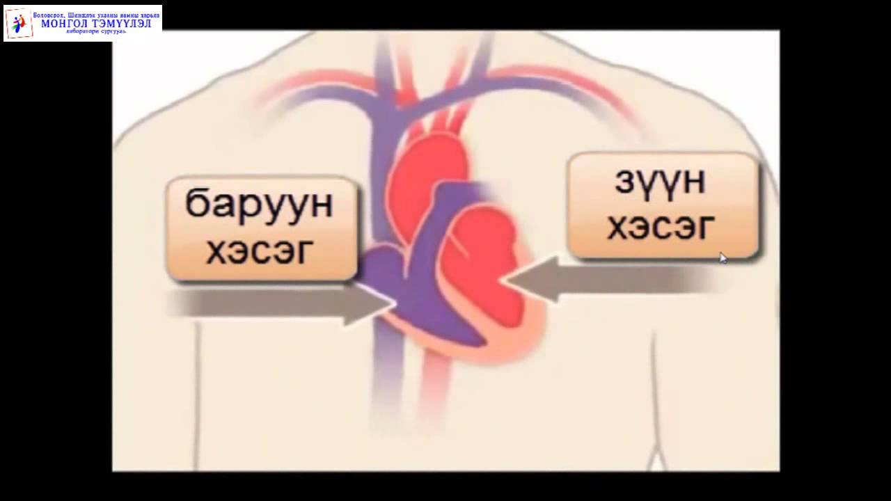 Монгол Тэмүүлэл сургууль, Биологи Хүний цусны эргэлтийн тогтолцоо