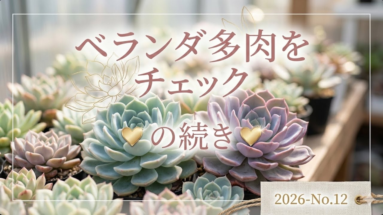 【多肉植物】昨日の続き❣️