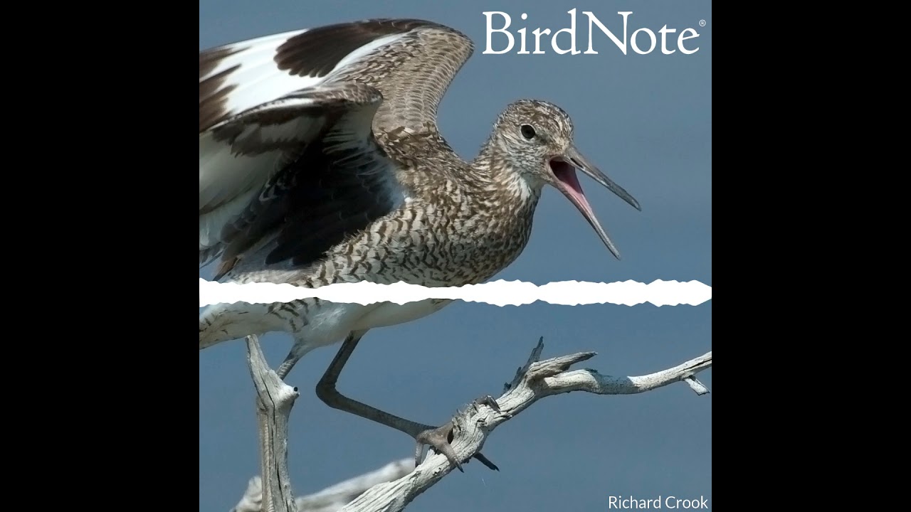 The Noisy Willet