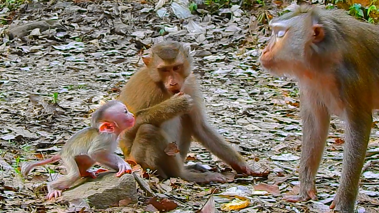 Beautiful Mum.. Libby encouraged little Levy until he could walk a few steps, Leo sat and watched