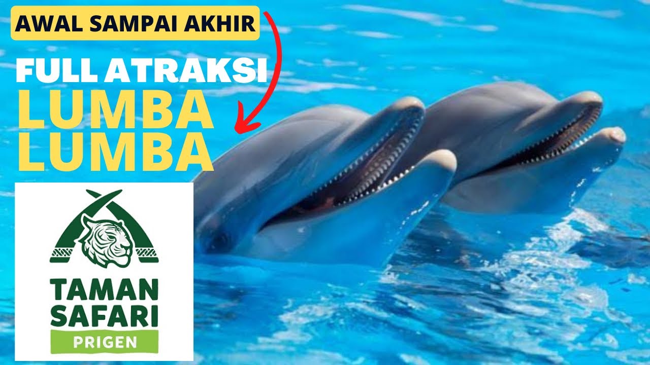 Aksi Lumba-lumba Taman Safari. Full dari awal sampai akhir