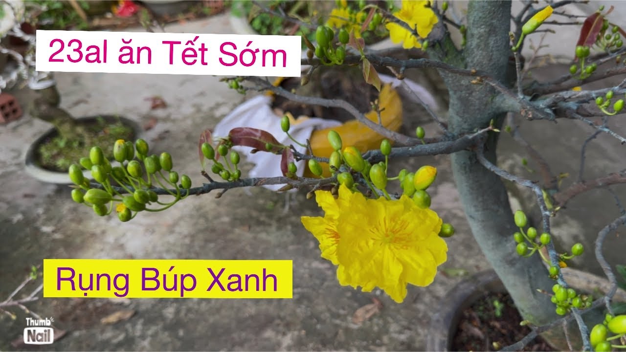 23/12al,,cập nhật nụ mai 0973388093