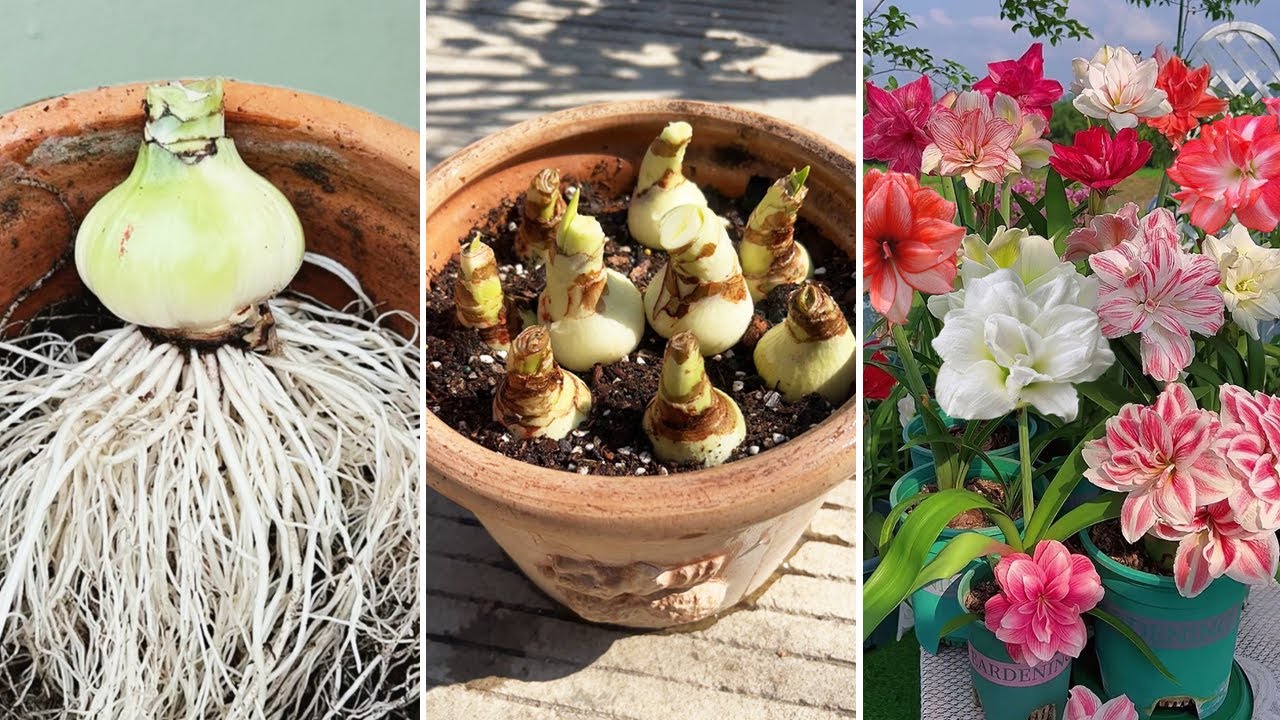 You Must Learn This If You Grow Amaryllis in Pots | A Complete Guide on Pots and Repotting