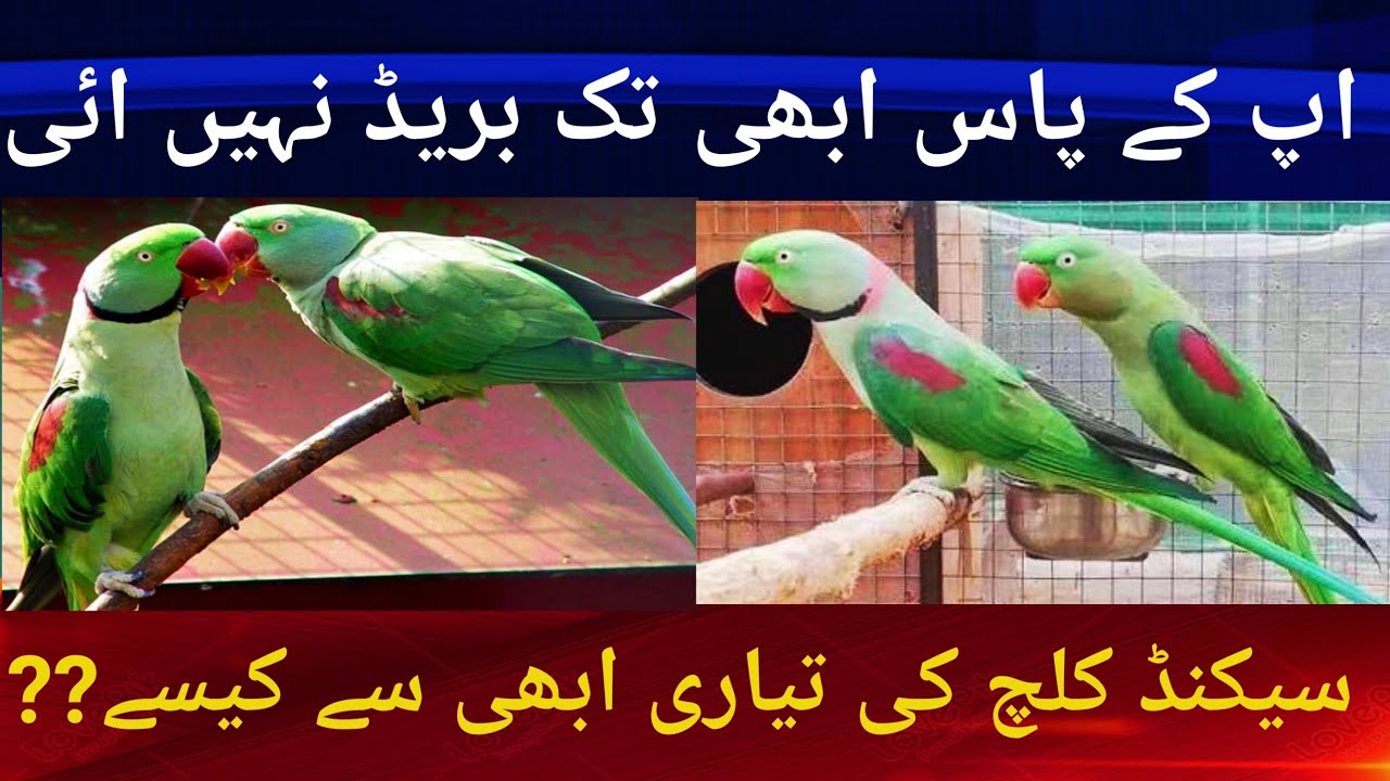 Raw parrots Ringneck Parrots breeding Tips. کیا اپ کے پاس ابھی تک بریڈ نہیں ائی ۔۔۔