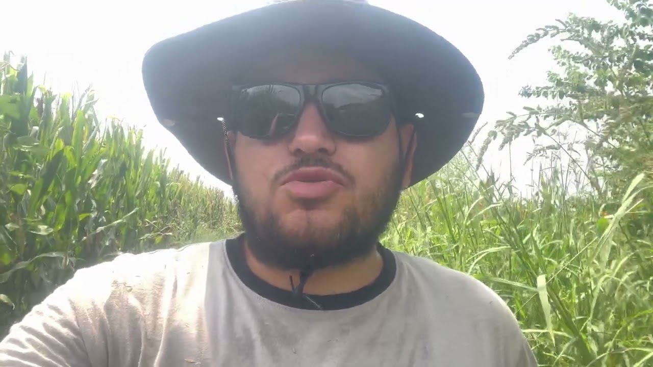 Mısır 🌽 tarlamızda Dkc 6980 &ccedil;eşitin son durumu&hellip;🧿🧿🧿