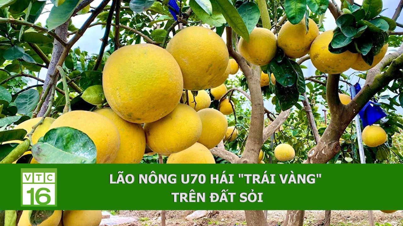 Lão nông U70 hái 