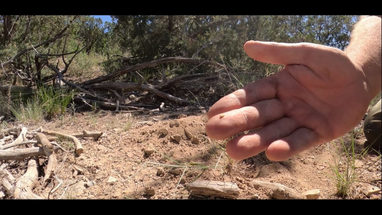 Metal Detecting For Gold in New Mexico Western Skies Claim