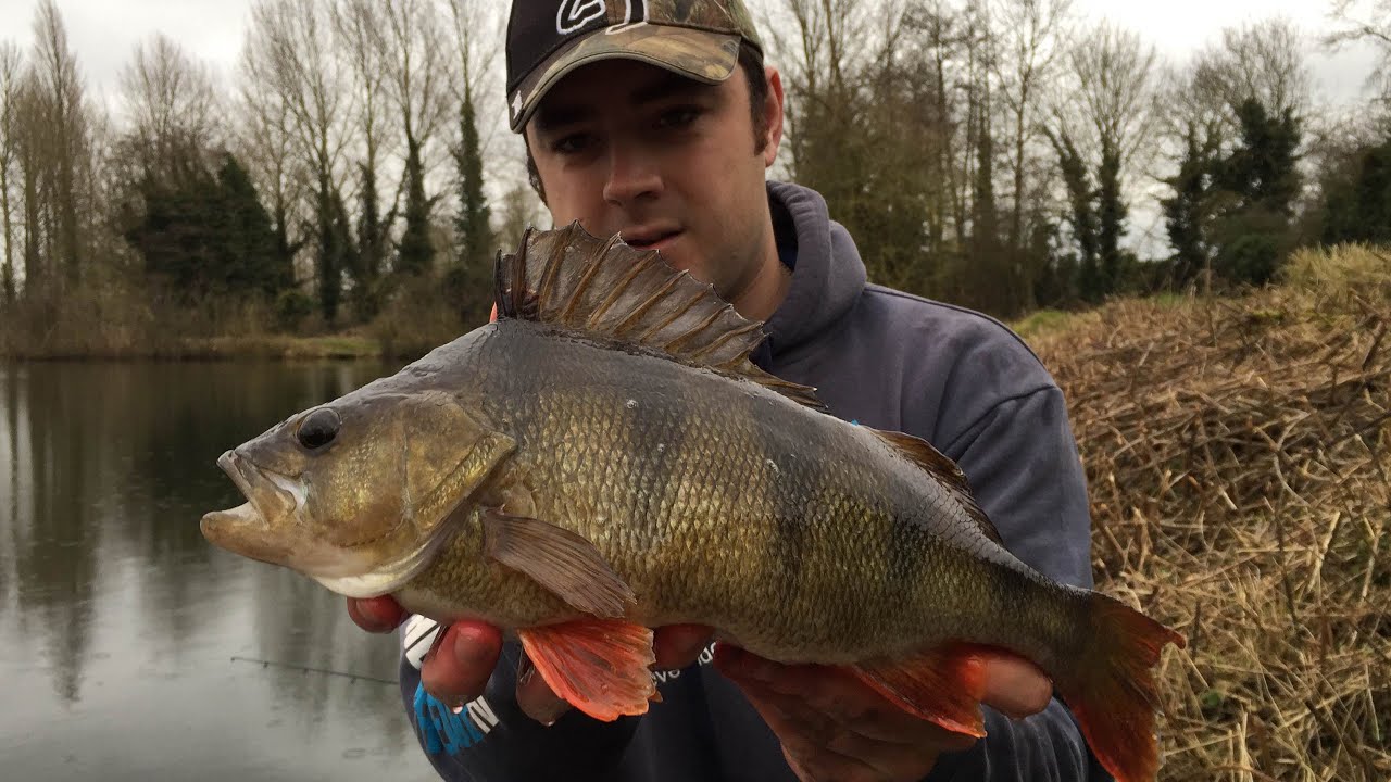 Fishing For Big Perch - A New PB