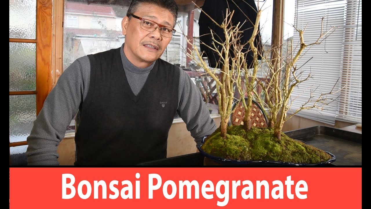 How to make bonsai Pomegranate Forest Grouping from Nursery Stock - bonsai trees for beginners  #194