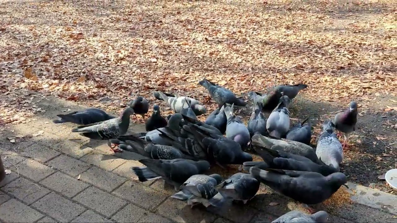 swarm and blame