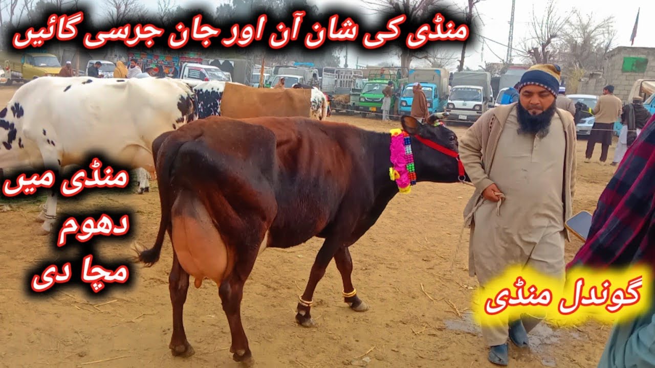 Beautiful Top Quality Highest Milking And Pregnant Jersey And Fresian Cows For Sale At Gondal Mandi 