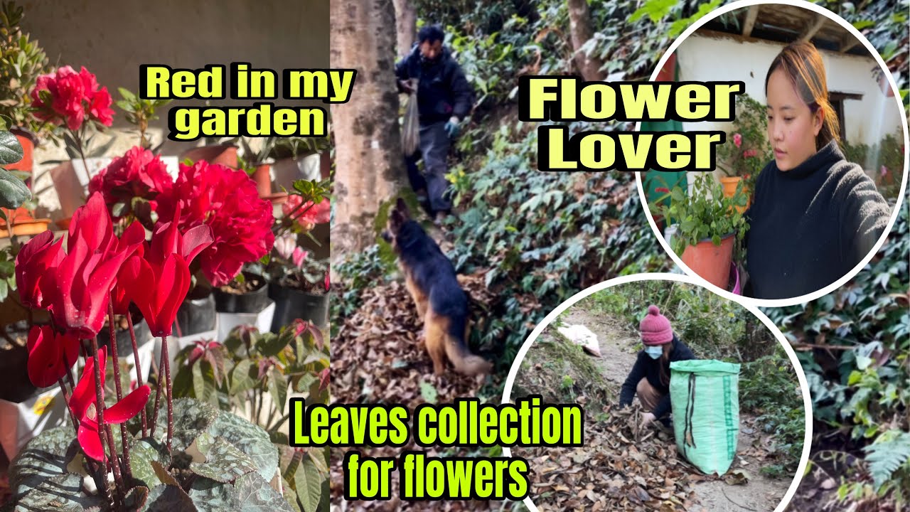 Collecting dried leaves for flower potting mix .. फुल रोप्छु भनेर मात्र कहा हुदो रहेछ र !! 