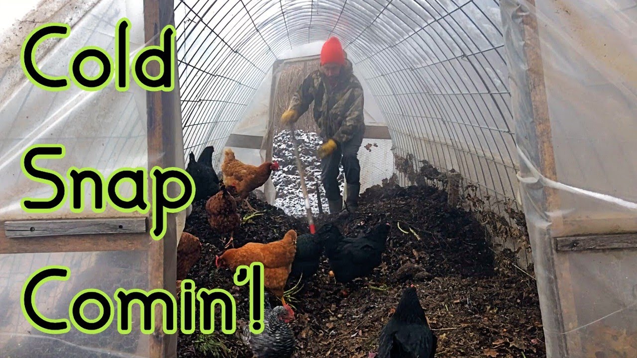 Chicken Compost - Prepping for Cold Snap