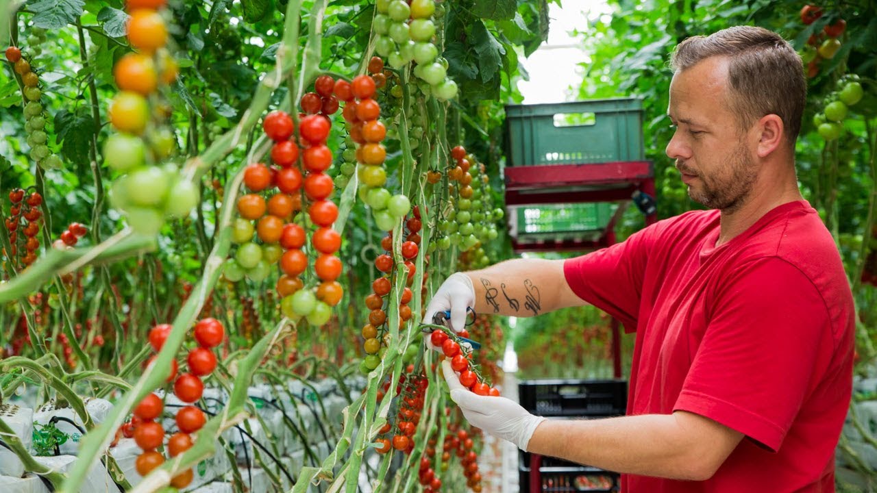 ToBRF-Virus resitant cherry tomato Vitalion