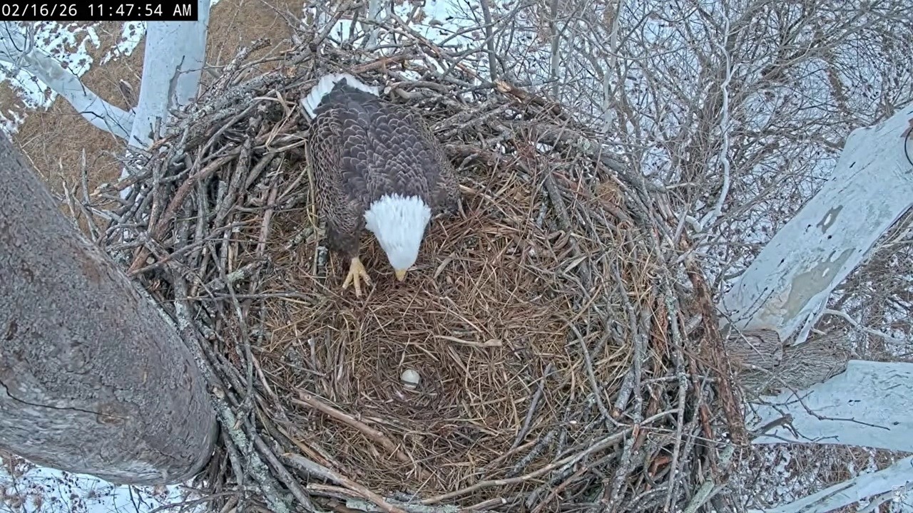 NCTC Eagle: Bella buried the egg😯-- 2026 02 16