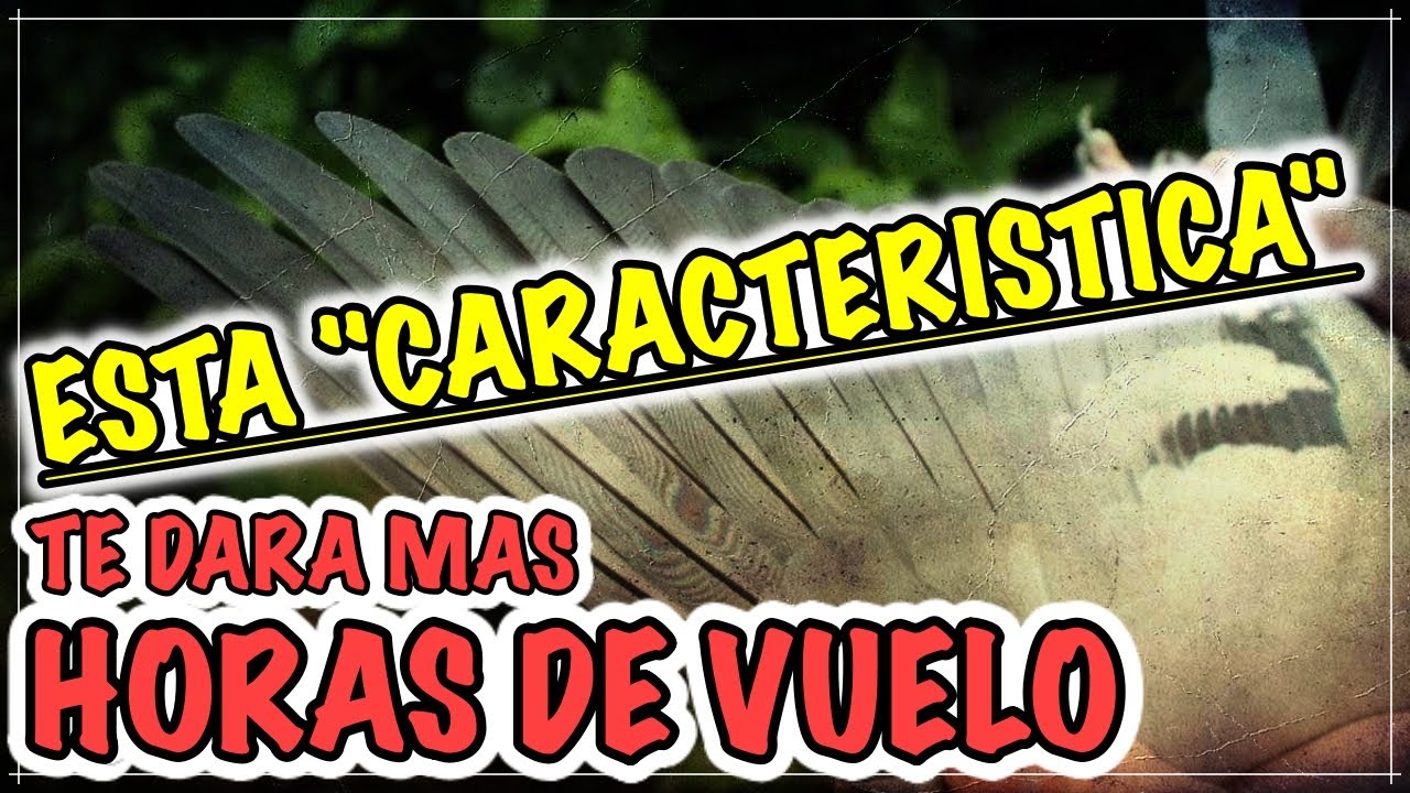 Palomas mensajeras & Colombof&iacute;lia. &iexcl;TE DARA MAS HORAS DE VUELO!