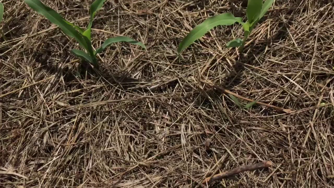 Jardinage sans arrosage : cultiver un potager sans eau en garrigue s&egrave;che - 25 mai 2018