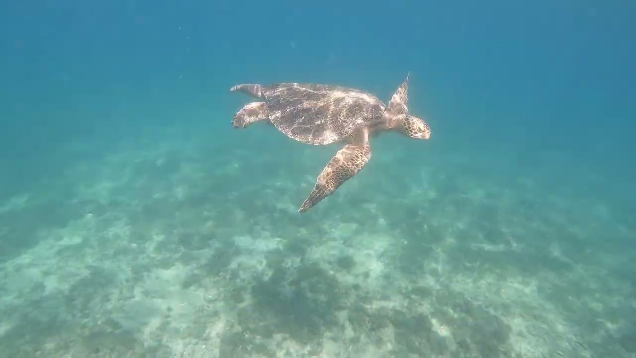 Close Encounter