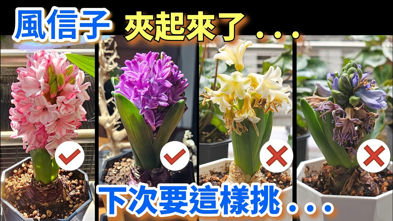 好香，好香，好香…風信子的挑選心得