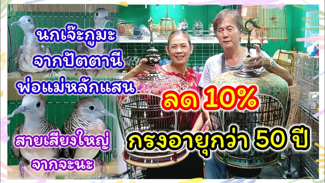 นกเขาชวา จากปัตตานี พ่อแม่ราคาหลักแสน ลูกราคามิตรภาพ และสายเสียงใหญ่ จากจะนะ กรงเก่าอายุ 50 ปี