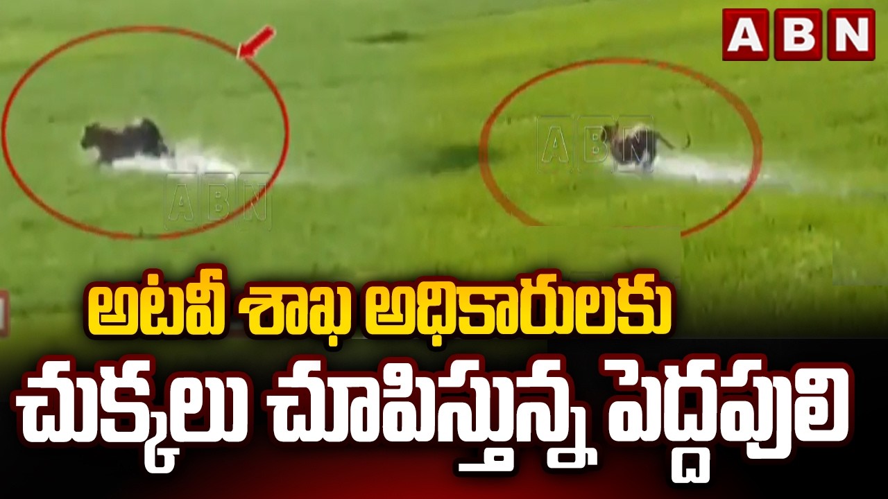 అటవీ శాఖ అధికారులకు చుక్కలు చూపిస్తున్న పెద్దపులి | East Godavari District | Tiger Updates | ABN