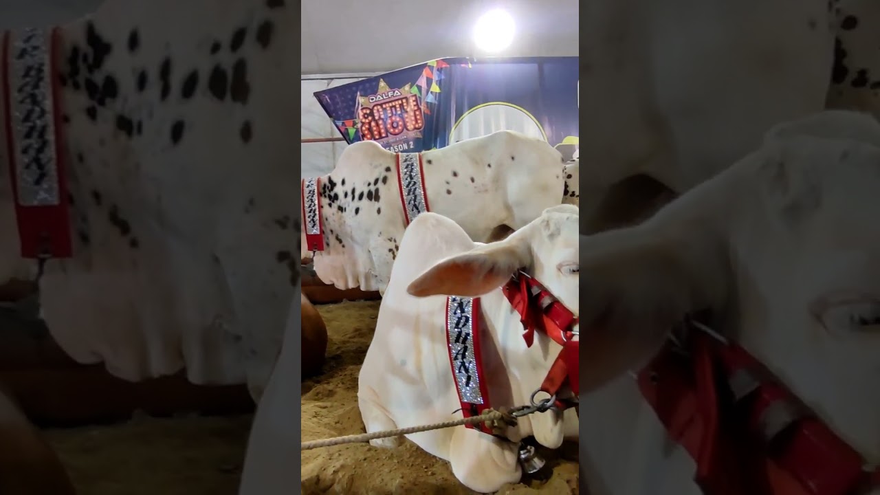 Cows In Karachi |Karachi Cow Mandi |Pakistani Bail Video | Cows Videos | 
