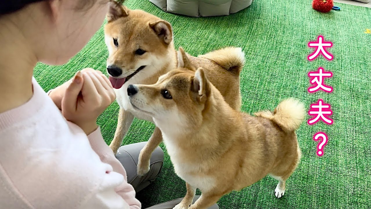 間違えてママを噛んでしまい慌てて謝る柴犬が可愛い