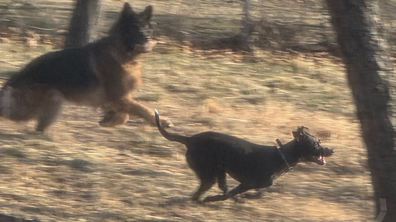Jet The Pyscho Plays Keep Away From Mom / Leo The Talker & Gunnar & Belle Wanna Run All Day!!! 