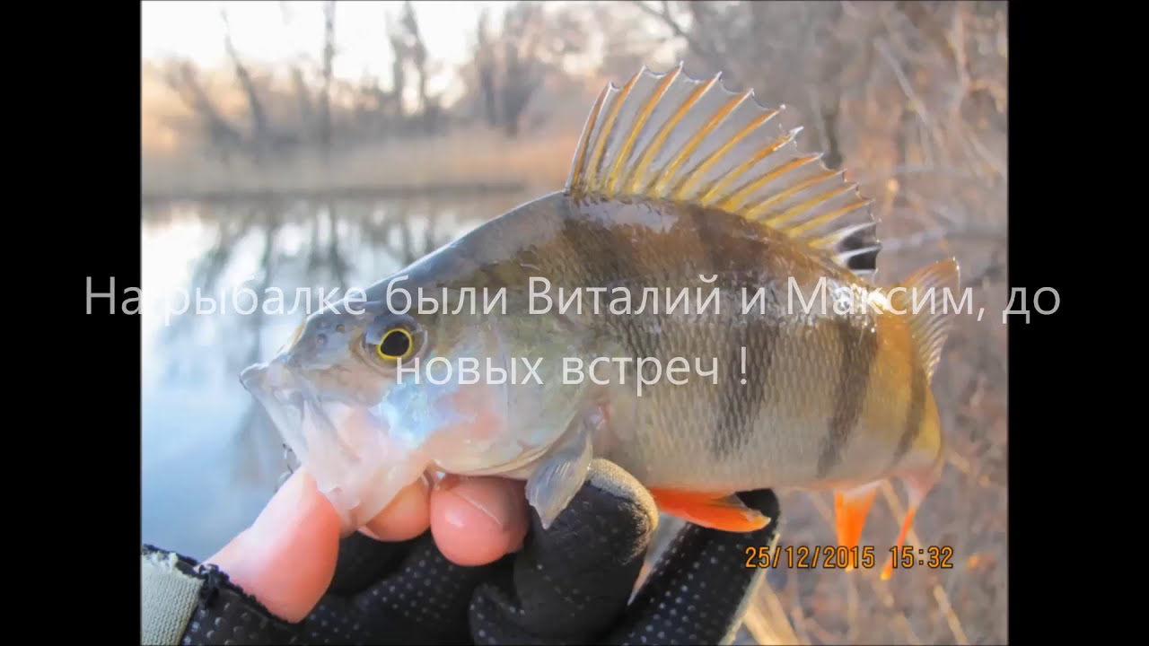 Микроджиг в плавневом лесу Запорожья.