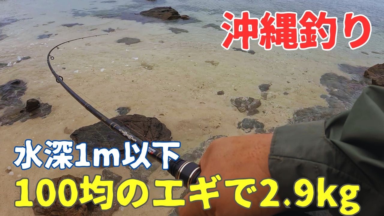 【沖縄エギング】コウイカ2.9kg。サイトエギングできなくても釣れるときは釣れる。
