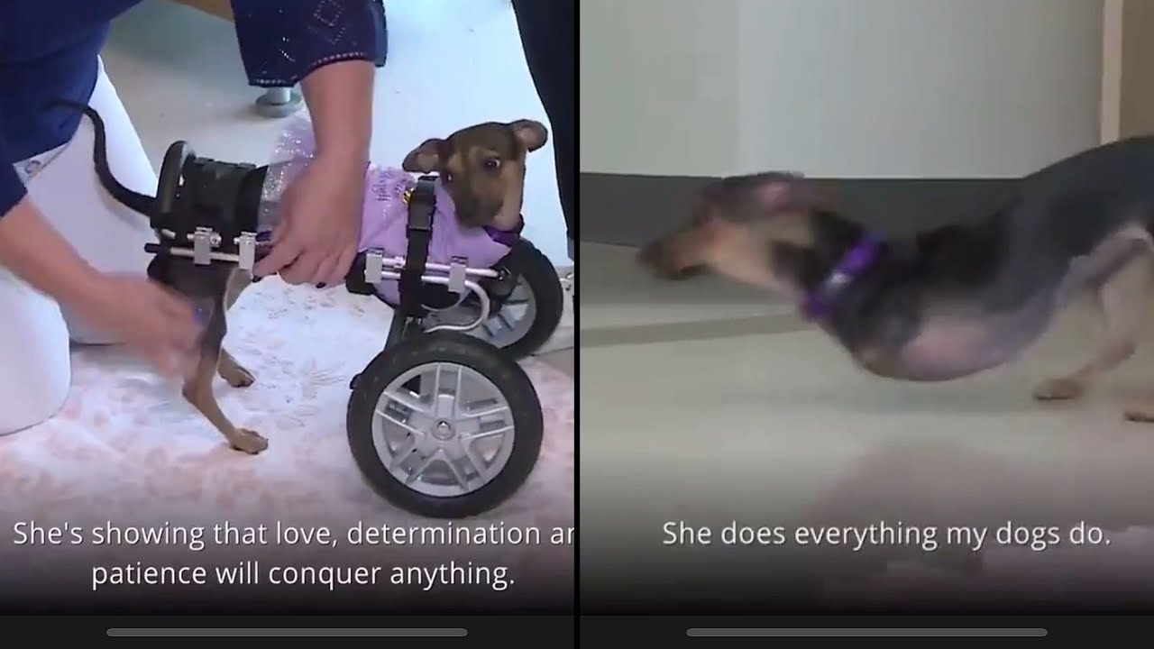Born with NO FRONT LEGS Puppy gets a WHEELCHAIR | DogNewsNetwork