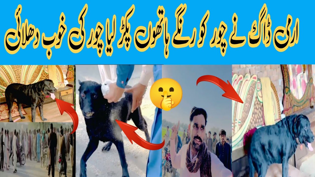 ارمی ڈاگ نے چور کو رنگے ہاتھوں پکڑ لیا چور کی خوب دھلائی