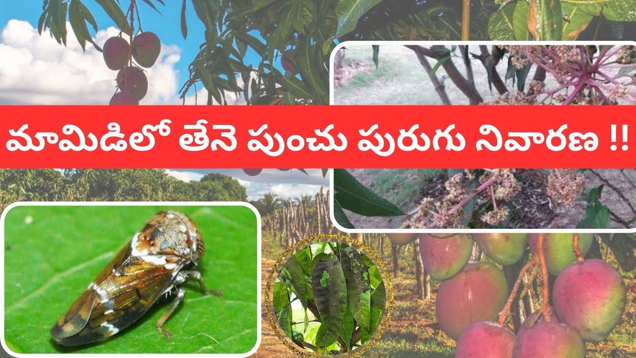 Control of Mango hopper in Mango || మామిడిలో తేనె మంచు పురుగు నివారణ 🥭