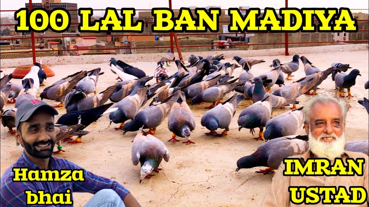 Imran ustad nihari wale | Hamza Bhai | madiya new Gola pigeon | 100 Gola kabootar ki ladaiyan