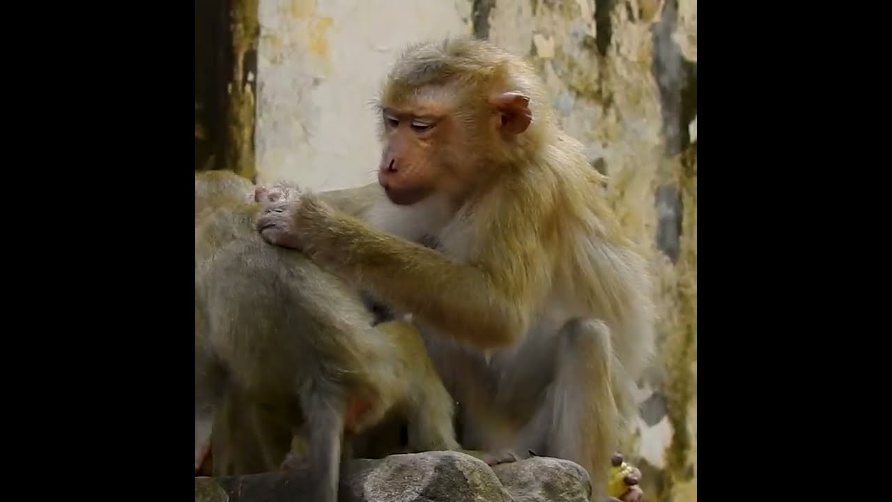 Poor Orphan Monkey