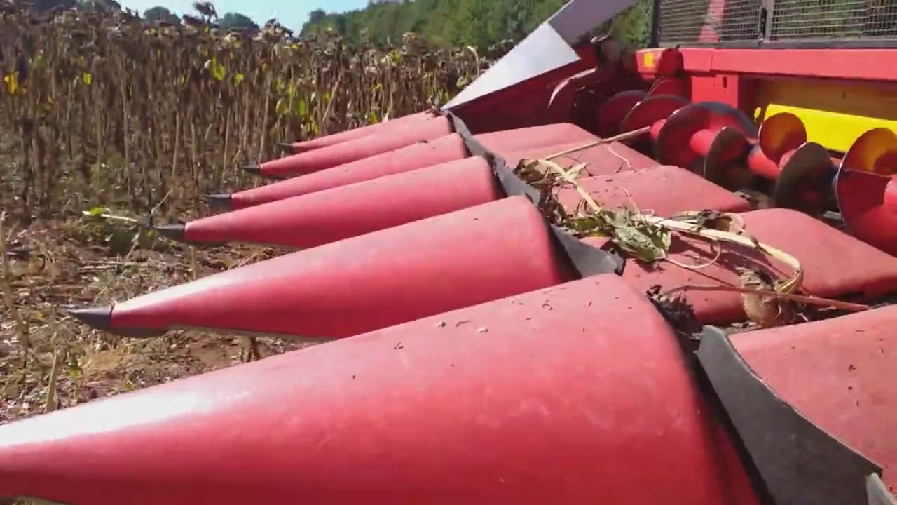 Moisson de tournesol 2020 avec une CX 6090