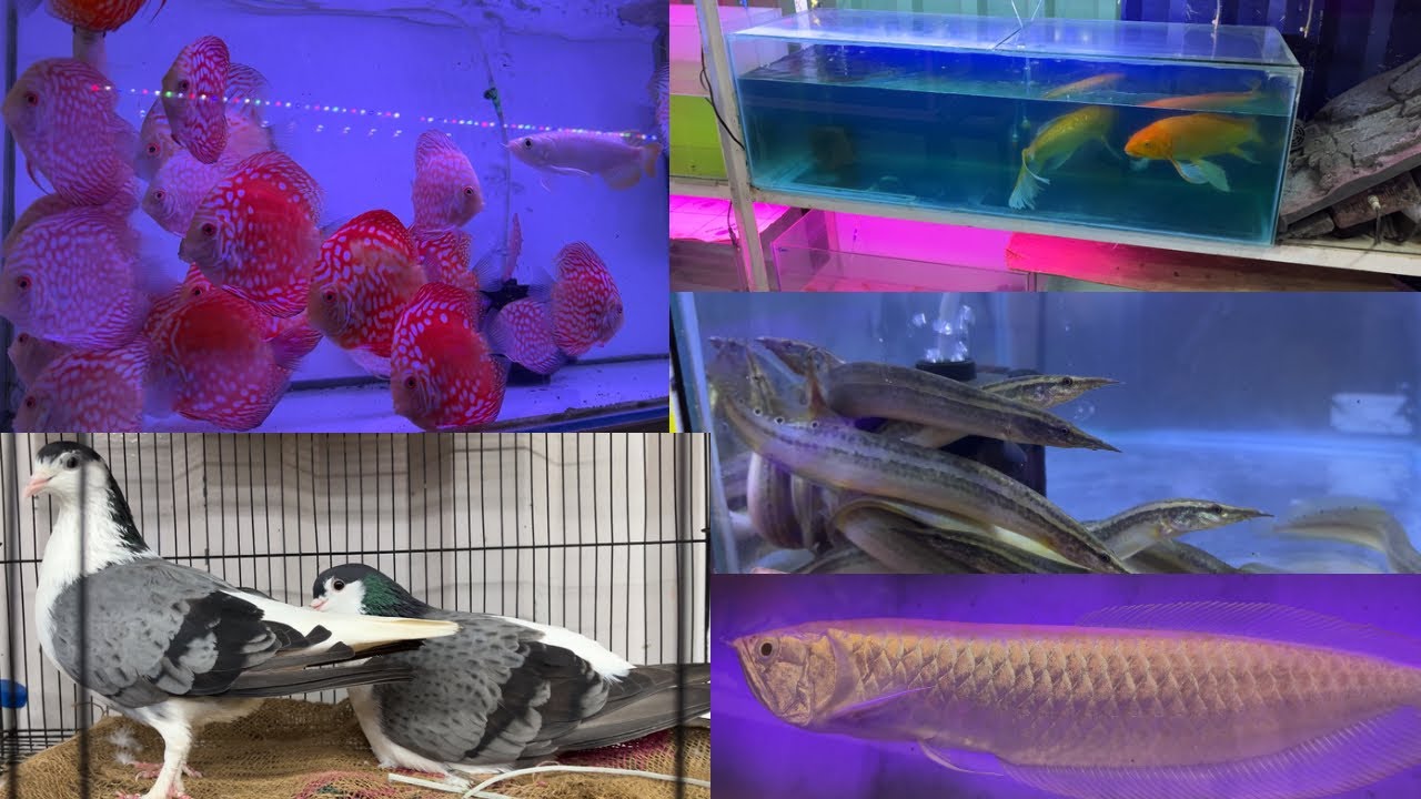 Crowford Pets & Ornamental Fish Market Gaya Aaj