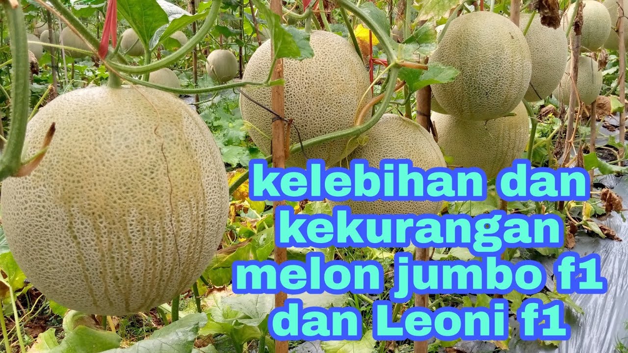 Kelebihan dan kekurangan melon jumbo f1 dan Leoni f1 bintang asia.