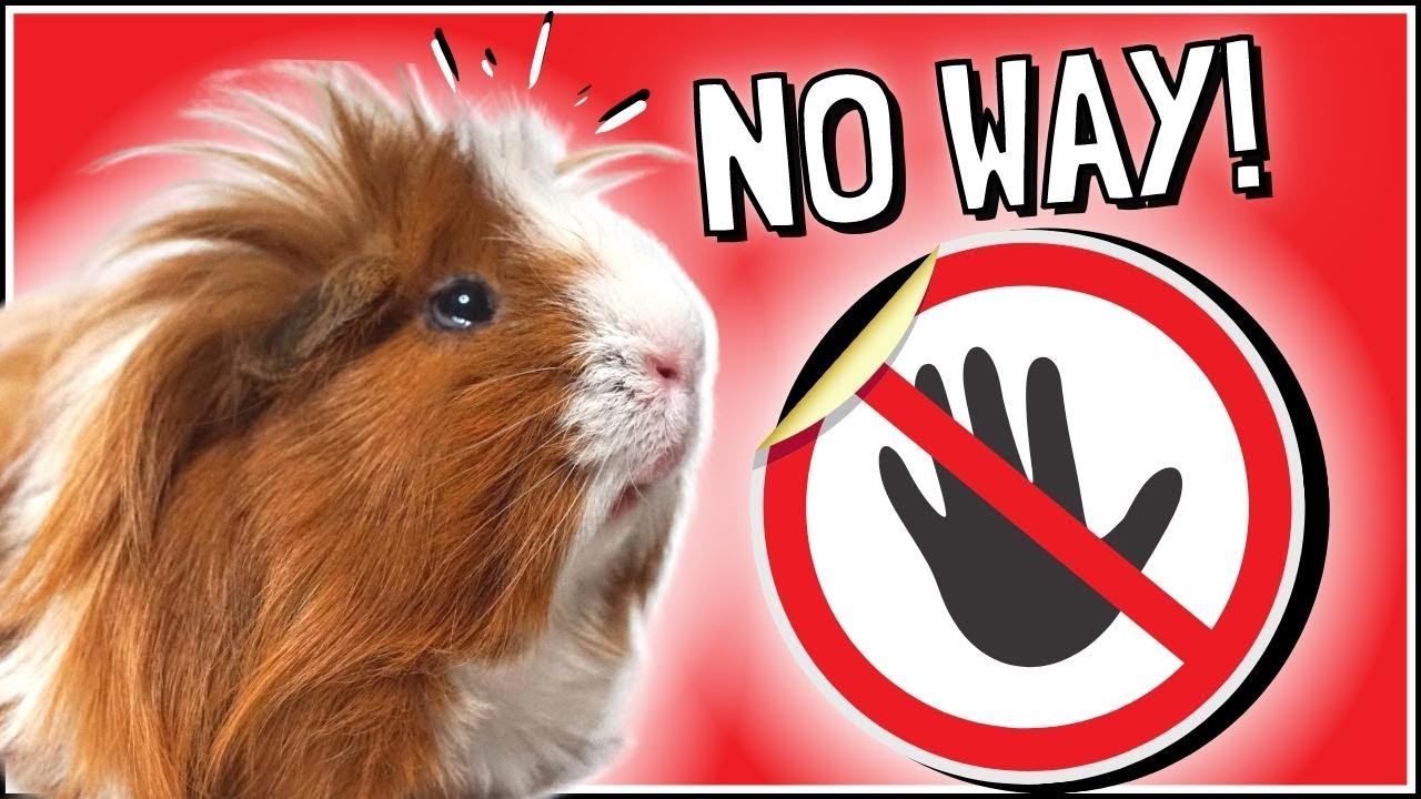 10 Products Guinea Pigs DON'T NEED! Don't Bother Buying!