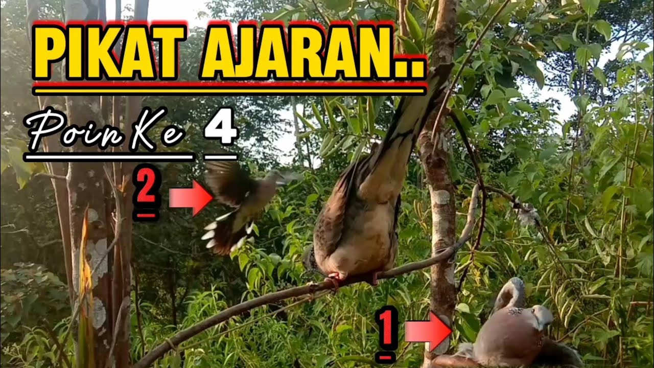 Pikat Ajaran Poin Ke 4 Satu Ranting poin Dua Target‼️