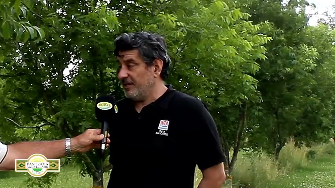 Panorama Agropecuario Balcarce 8/1 Nuez Pecán